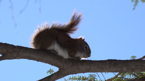 ardilla tratando de dormir en la rama de un árbol
