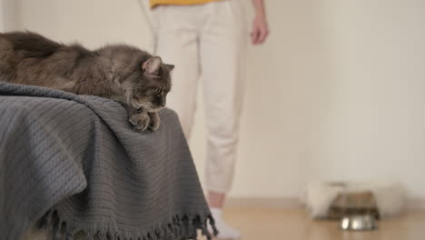 Süße-Graue-Katze,-Die-Auf-Dem-Sofa-Liegt-Und-Mit-Schnürsenkel-Spielt,-Während-Eine-Nicht-Erkennbare-Besitzerin-Steht-Und-Sie-Streichelt