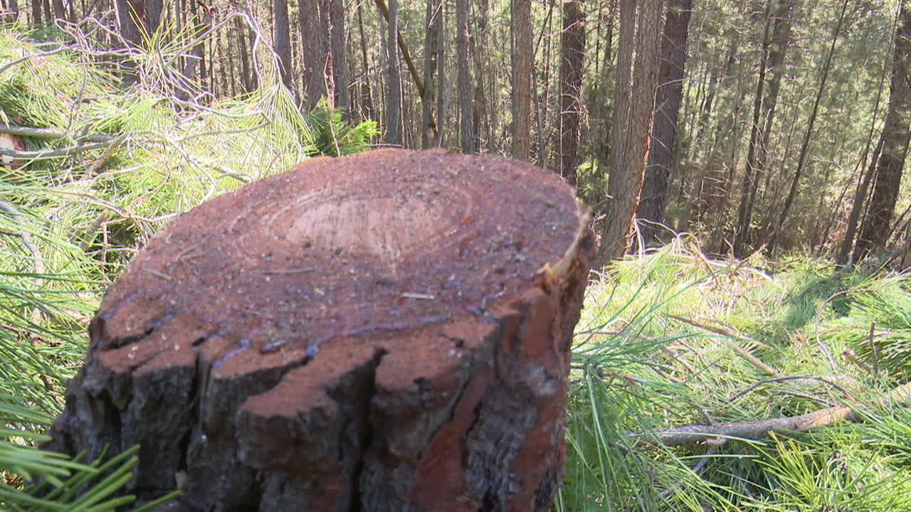 Tree Stump in a Pine Forest