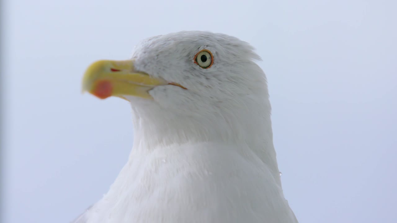 Gull head turning against light blue sky, looking mostly frontal, closeup