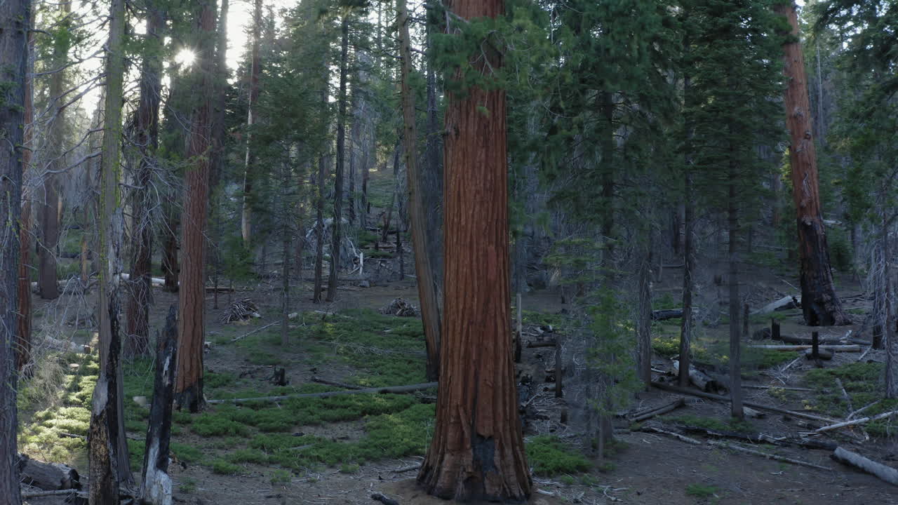 Sentiero dei 100 Giganti nella Foresta Nazionale di Sequoia, California