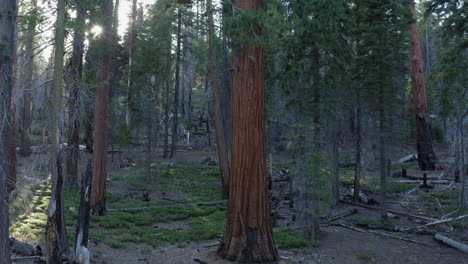 Trail-of-Hundred-or-100-Giants-in-Sequoia-National-Forest,-California