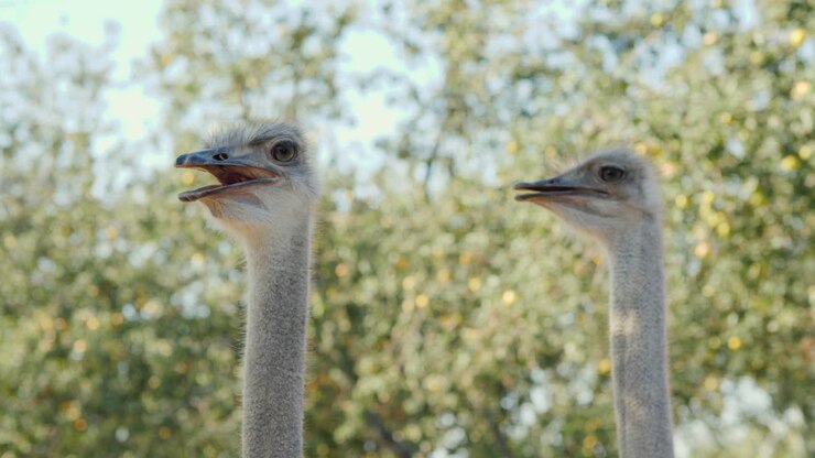 Head And Neck Of An Ostrich Video With Shallow Depth Of Field 4k Video