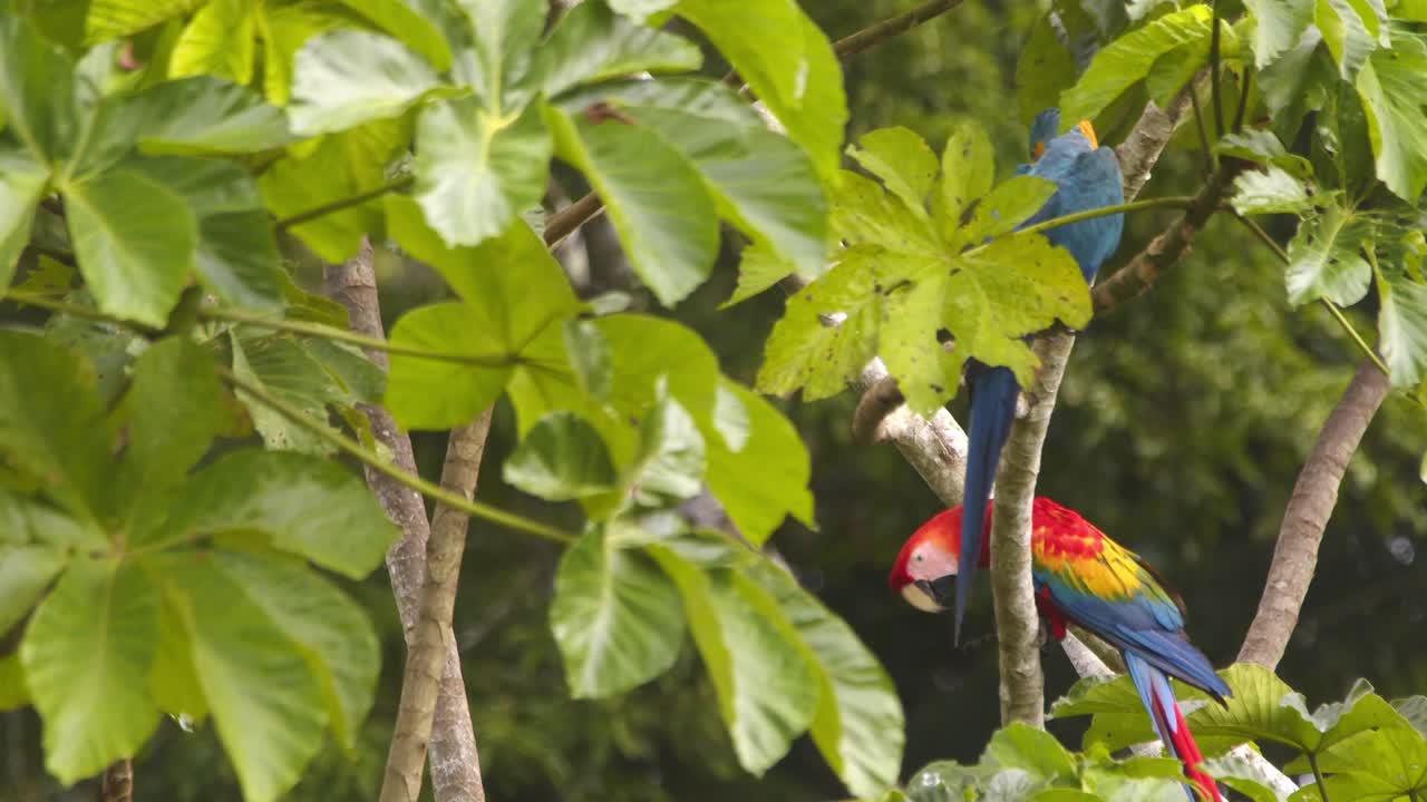 Striking Red of the Scarlet Macaw touching down on a tree branch in Peru’s jungle in slow motion at tambopata reserve