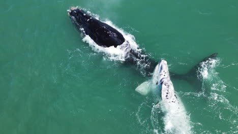 rare sighting of brindle right whale calf rolling on top of its mom