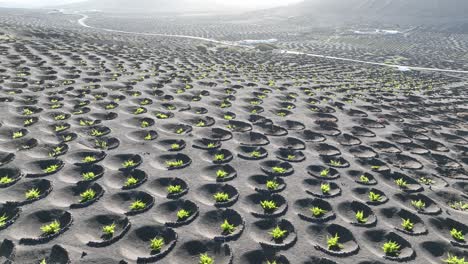 vineyard in lanzarote - canary islands