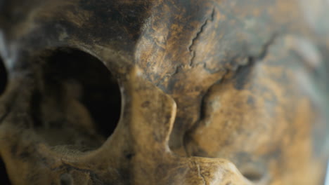 close-up of an antique skull