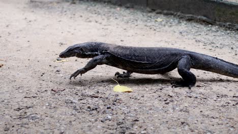 black monitor lizard on the ground