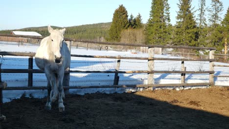 white horse in a snowy rural farm setting