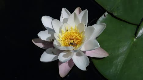 Biene-Besucht-Eine-Weiße-Seerosenblume,-Nymphaea-Alba