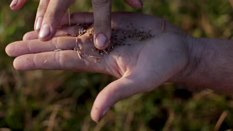 farmer inspects crops and seeds in the early morning on commercial sod farm