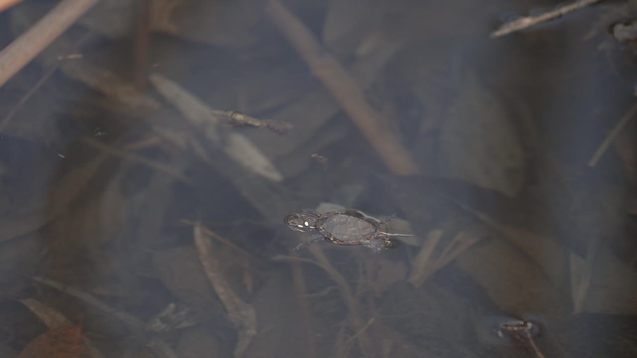 천천히 연못에서 수영하는 법을 배우는 아기 거북이