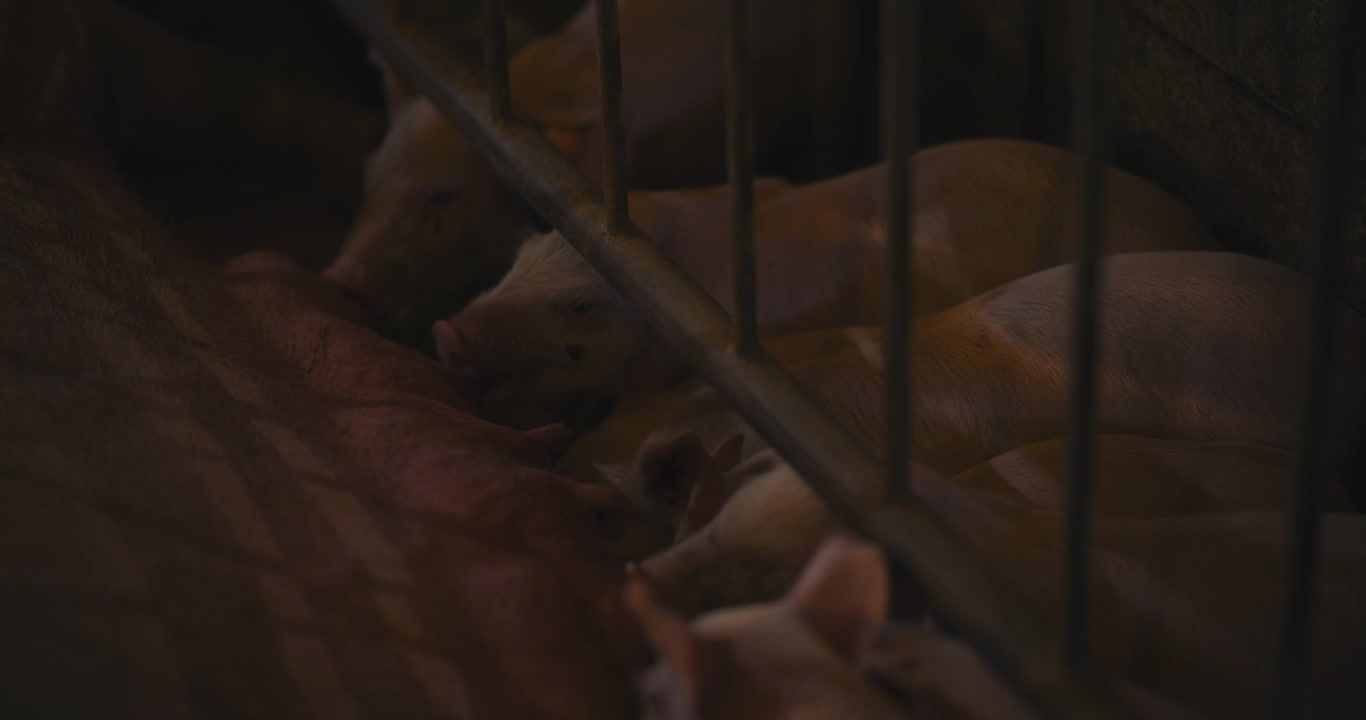 Piglets in a Pen