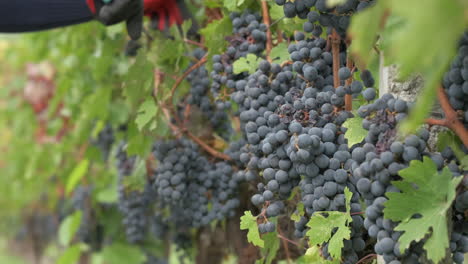 mujer podando uvas de vid en la agricultura de viñedos