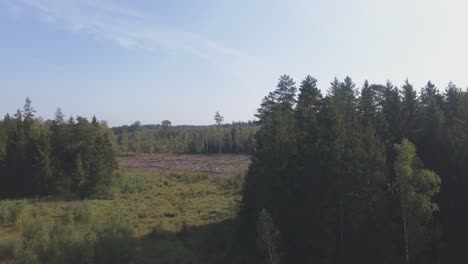 Talado-Cortar-El-área-En-El-Bosque-De-Coníferas-2