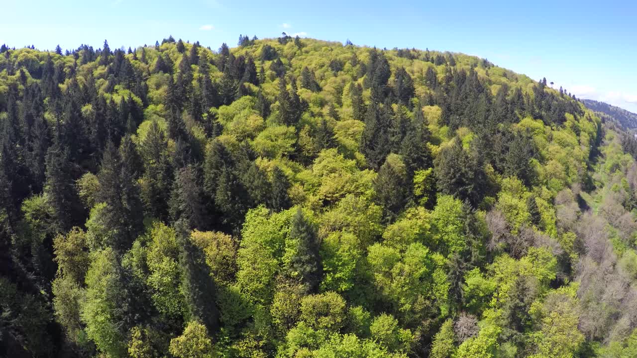 Un'immagine aerea su una foresta verde e lussureggiante nel Pacifico nord-occidentale