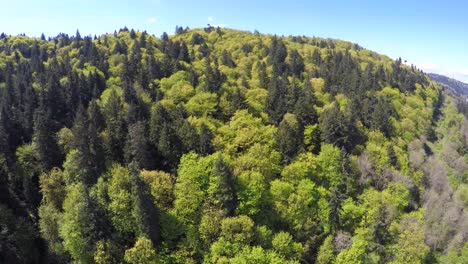 an aerial image over a green and lush forest in the pacific northwest