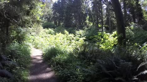 slow motion hike in a forest in the pacific northwest
