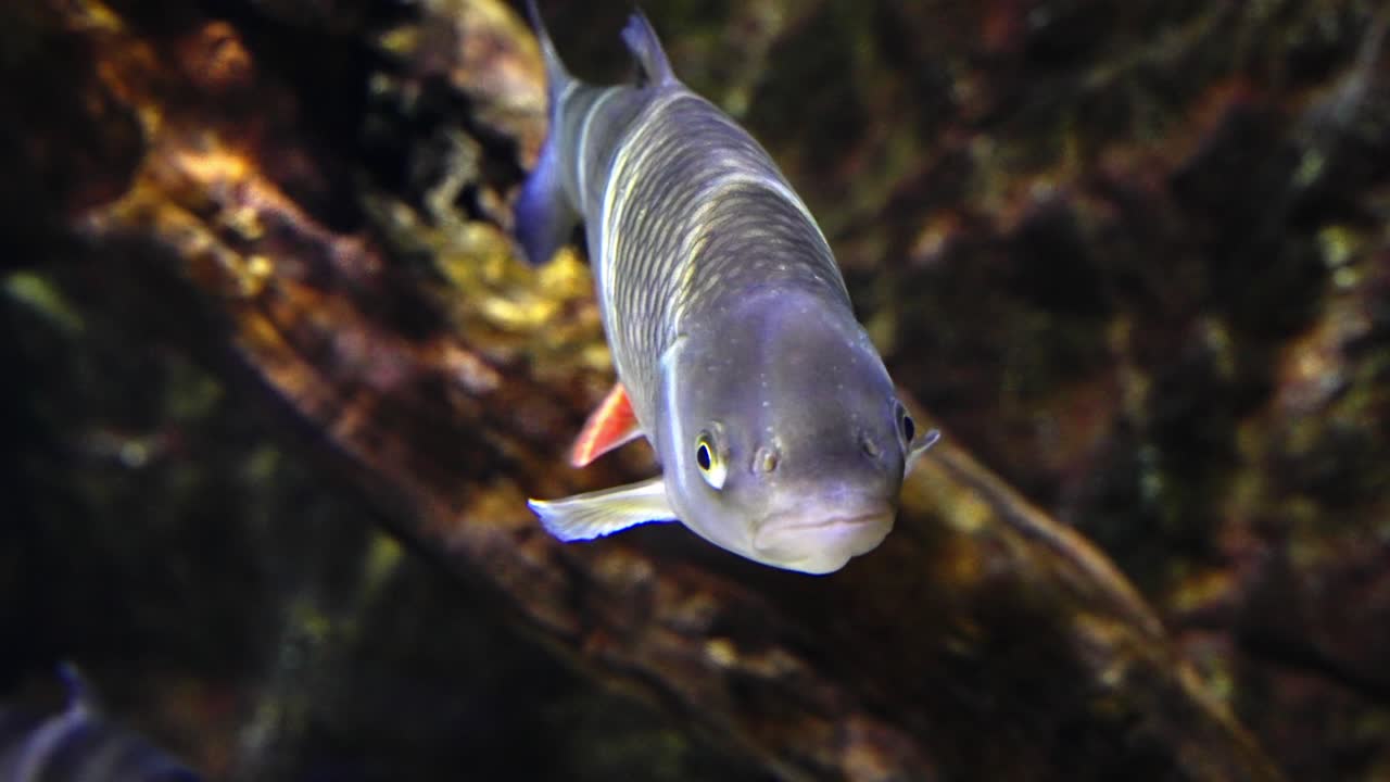 Common chub gliding through freshwater stream surrounded by aquatic plants