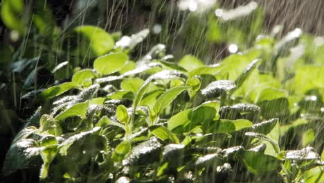 extreme-Close-up-of-Rain-Falling-On-Oregano-Plant-In-Garden,-Lit-By-Sun-From-Behind