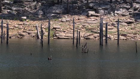 Baumstämme-Im-Wasser,-Während-Die-Strömung-Um-Sie-Herum-Brodelt