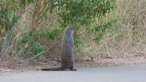 Brindle-mongoose-standing-at-attention-on-an-asphalt-road-looking-around