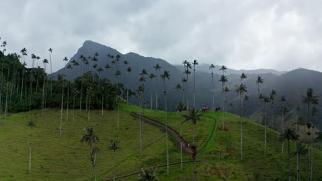 Luftdrohnenaufnahme-Des-Cocora-Tals,-Salento,-Kolumbien