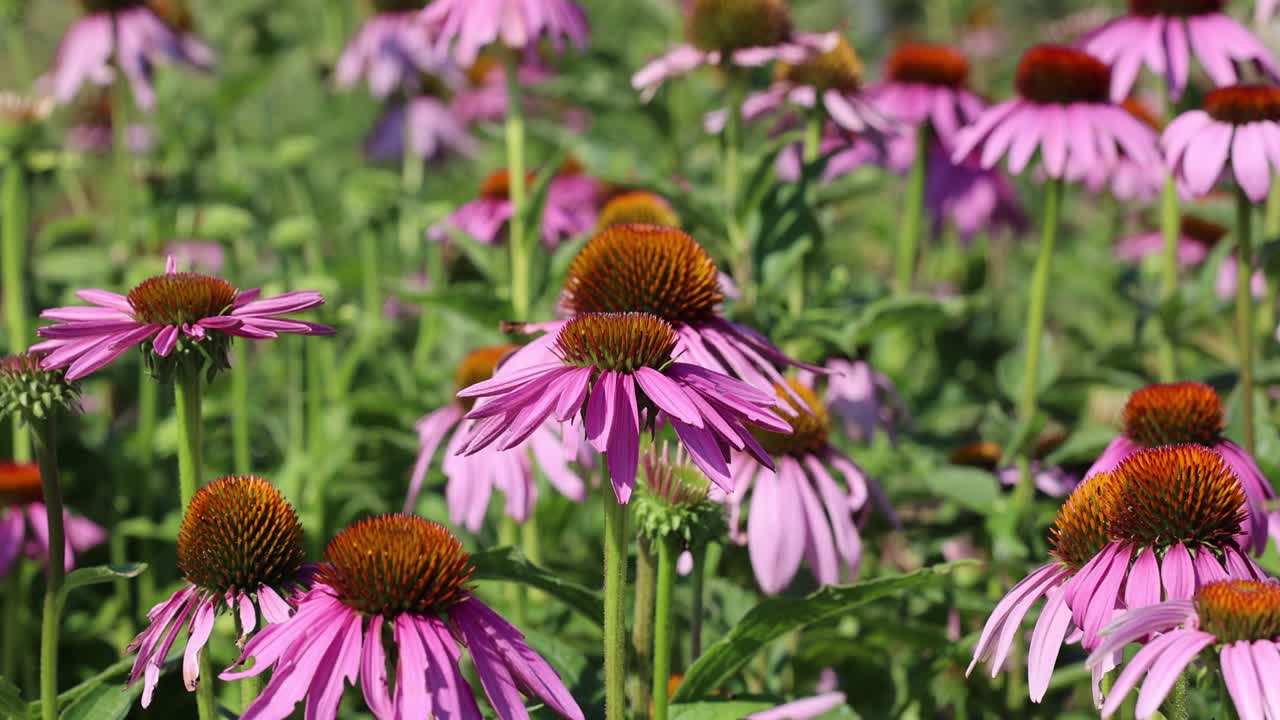 fotografía de cerca que muestra un grupo de coneflower púrpura en un campo de flores durante el verano caluroso - cambio climático y calentamiento global