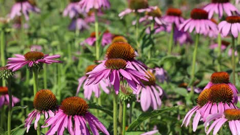 Close-up-shot-showing-group-of-Purple-Coneflower-on-flower-field-during-hot-summer---climate-change-and-global-warming