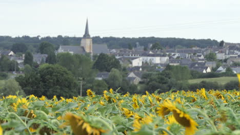 campo de girasol en frente y vista hacia el pueblo de jarzé, poitou charente, francia, europa