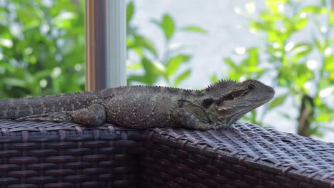 Dragón-De-Agua-Australiano,-Posado-Sobre-Muebles-De-Jardín.