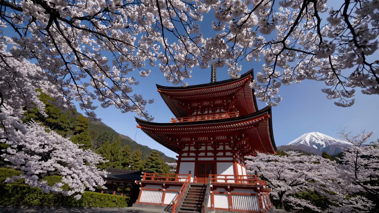 Chureito-pagoden og Fuji-bjerget med blomstrende kirsebærtræer