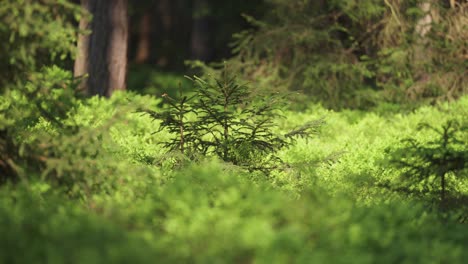 Young-pine-trees-surrounded-by-blueberry-bushes