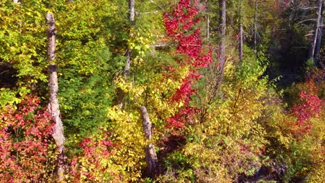 floating through the beautiful colorful autumn forests of montreal, quebec