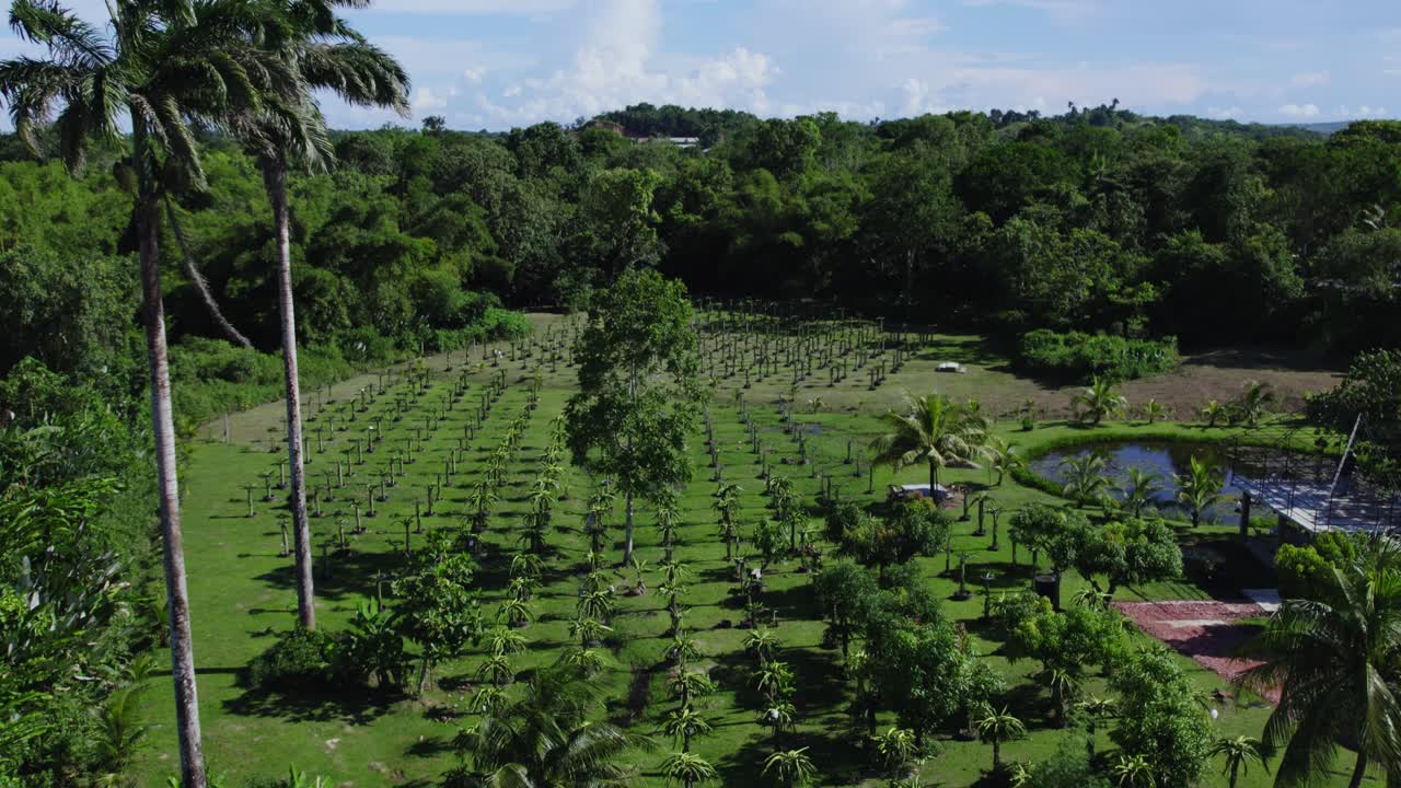 vista aérea ascendente de una granja de frutas de dragón con un estanque artificial en el fondo