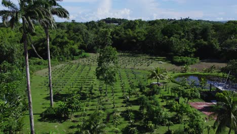 Vista-Aérea-Ascendente-De-Una-Granja-De-Frutas-De-Dragón-Con-Un-Estanque-Artificial-En-El-Fondo