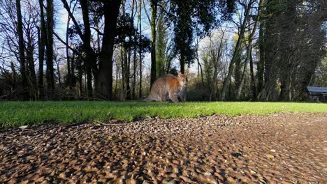 wide angle of marsupial kangaroo in conservation area at day time