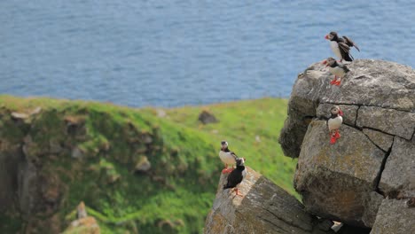 Atlantic-puffin-(Fratercula-arctica),-on-the-rock-on-the-island-of-Runde-(Norway).