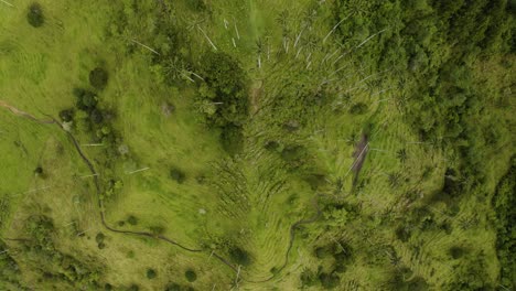 drone descends above wax palm trees in cocora valley