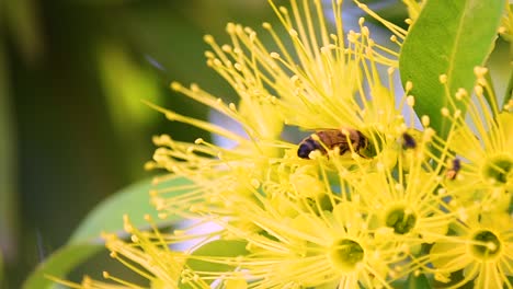 large australian hymenoptera bee clambers over a yellow blossom