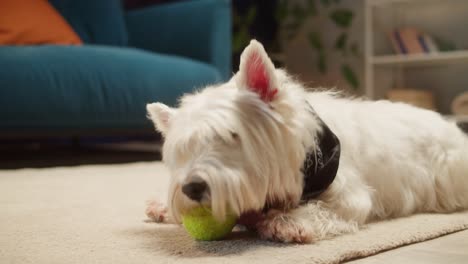 westie dog playing with a tennis ball on a rug