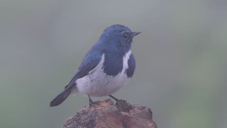 El-Papamoscas-Ultramarino,-También-Conocido-Como-El-Papamoscas-Azul-De-Ceja-Blanca,-Un-Migrante-De-Invierno-A-Tailandia,-Es-Muy-Amigable-Con-La-Gente