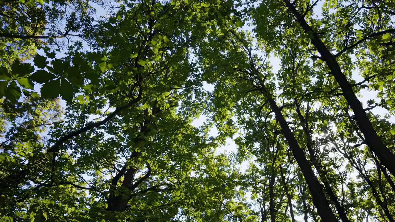 Upward view of lush green tree canopy against a clear sky, creating a serene, immersive nature video