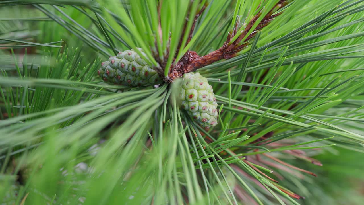 A detailed shot of a pine tree branch, focusing on the long green needles and a few small, developing pine cones