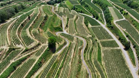 Wine-growing-region-in-Kaiserstuhl,-Germany