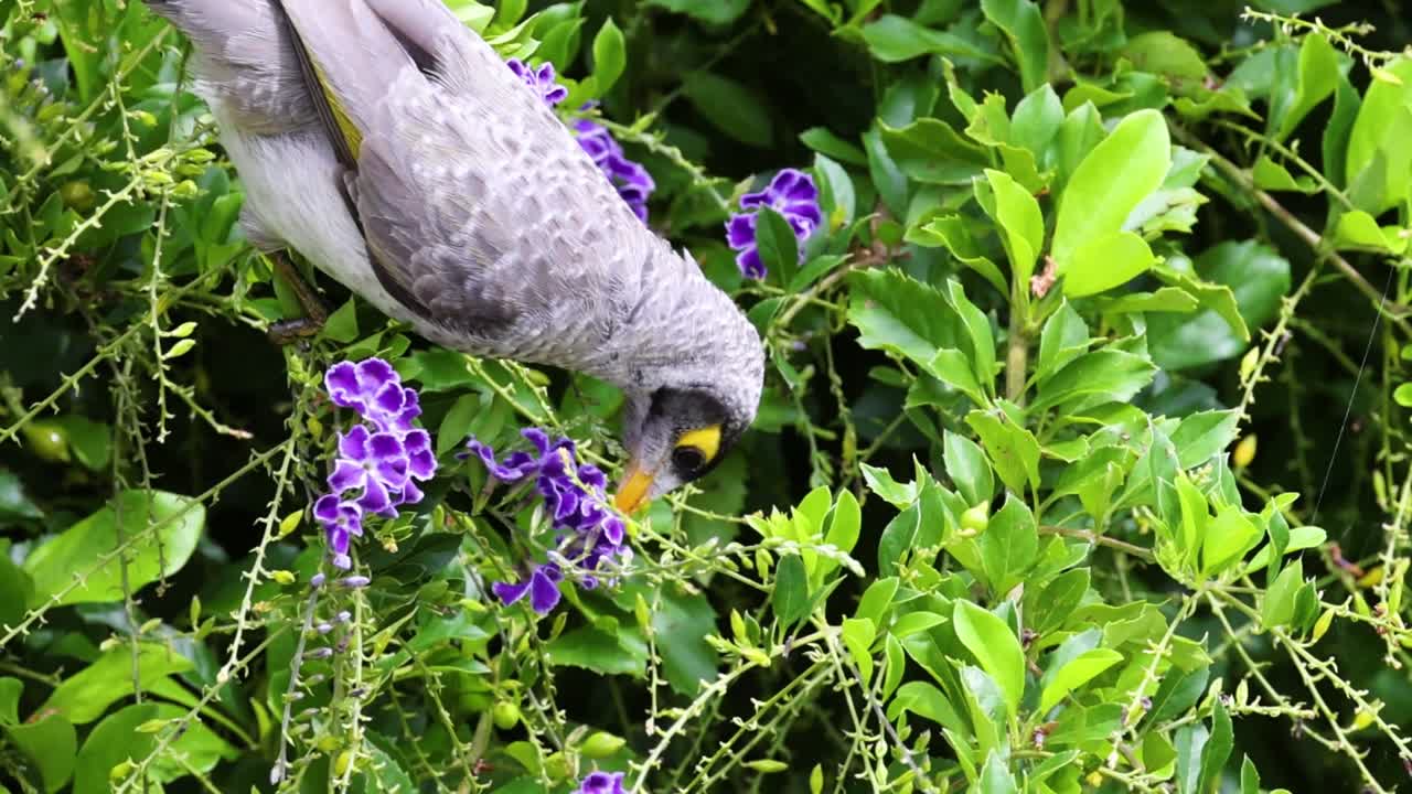 A bird delicately feeds on vivid purple flowers amidst lush green foliage, showcasing nature's beauty.
