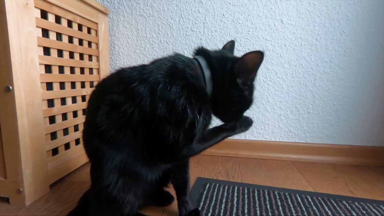 Gato a lamber-se