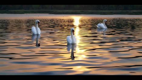 elephants and swans in water at sunrise/sunset