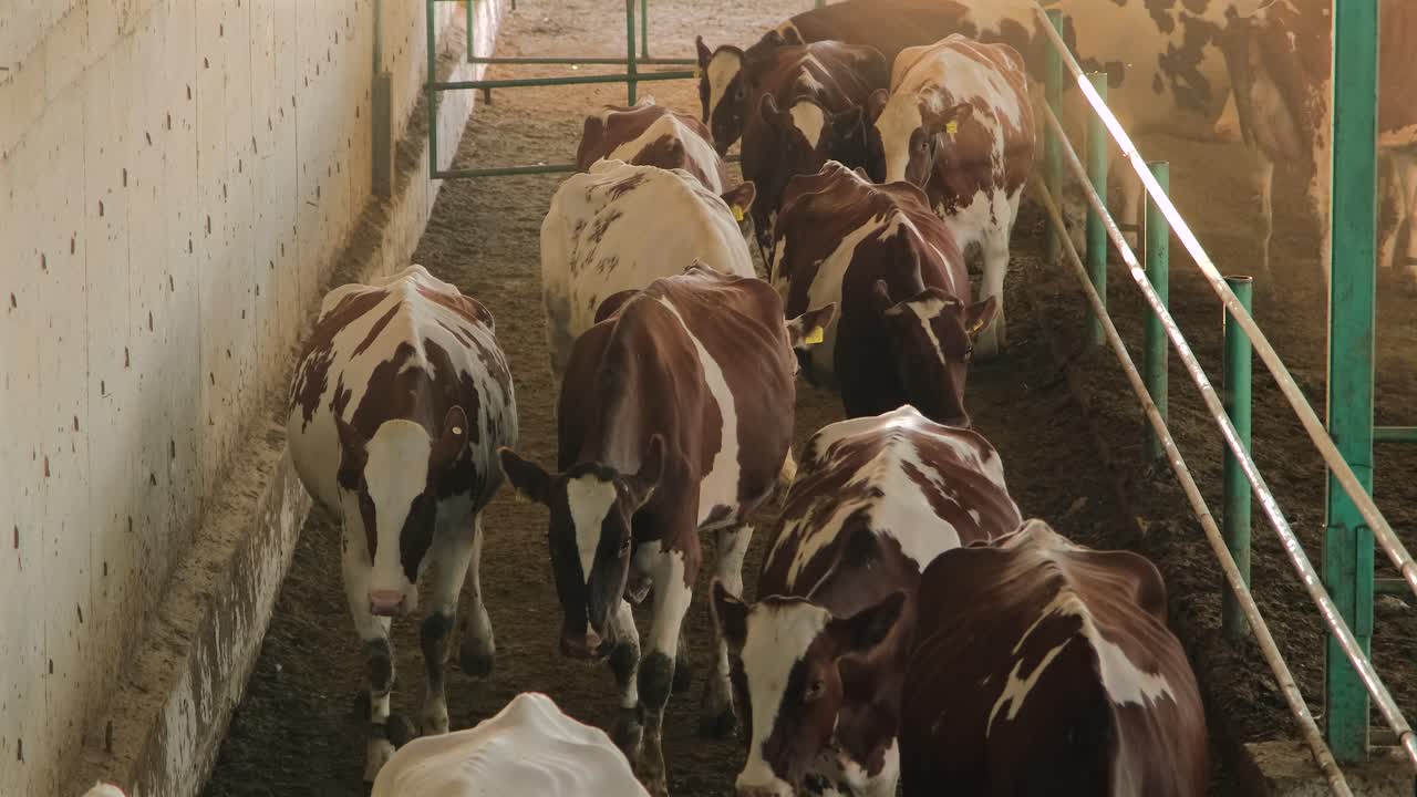 In Turchia, paesi del Medio Oriente: cura delle mucche, mungitura, alimentazione con foraggio, mucca nella vita rurale.