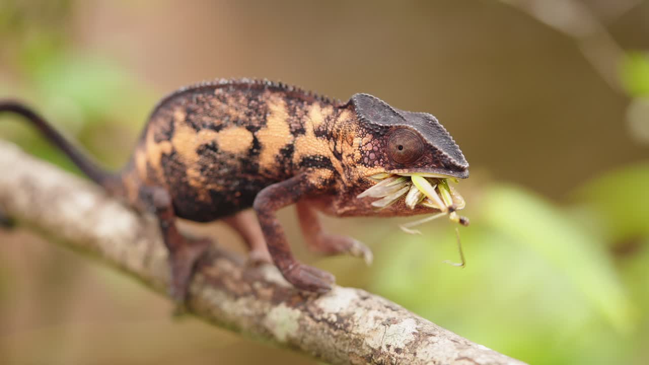 foto macro de cerca de un camaleón masticando un gran saltamontes como alimento en su boca en la selva tropical de madagascar
